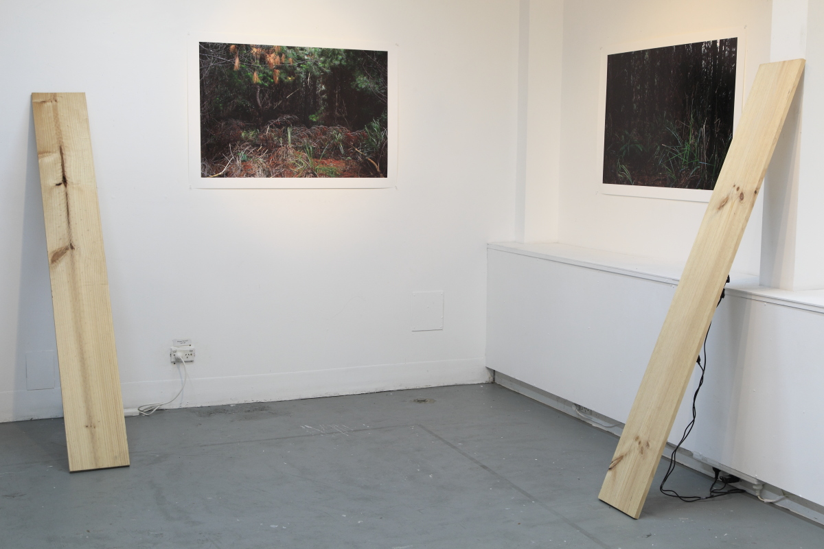 http://www.felixwilson.com/files/gimgs/34_radiata1.jpg