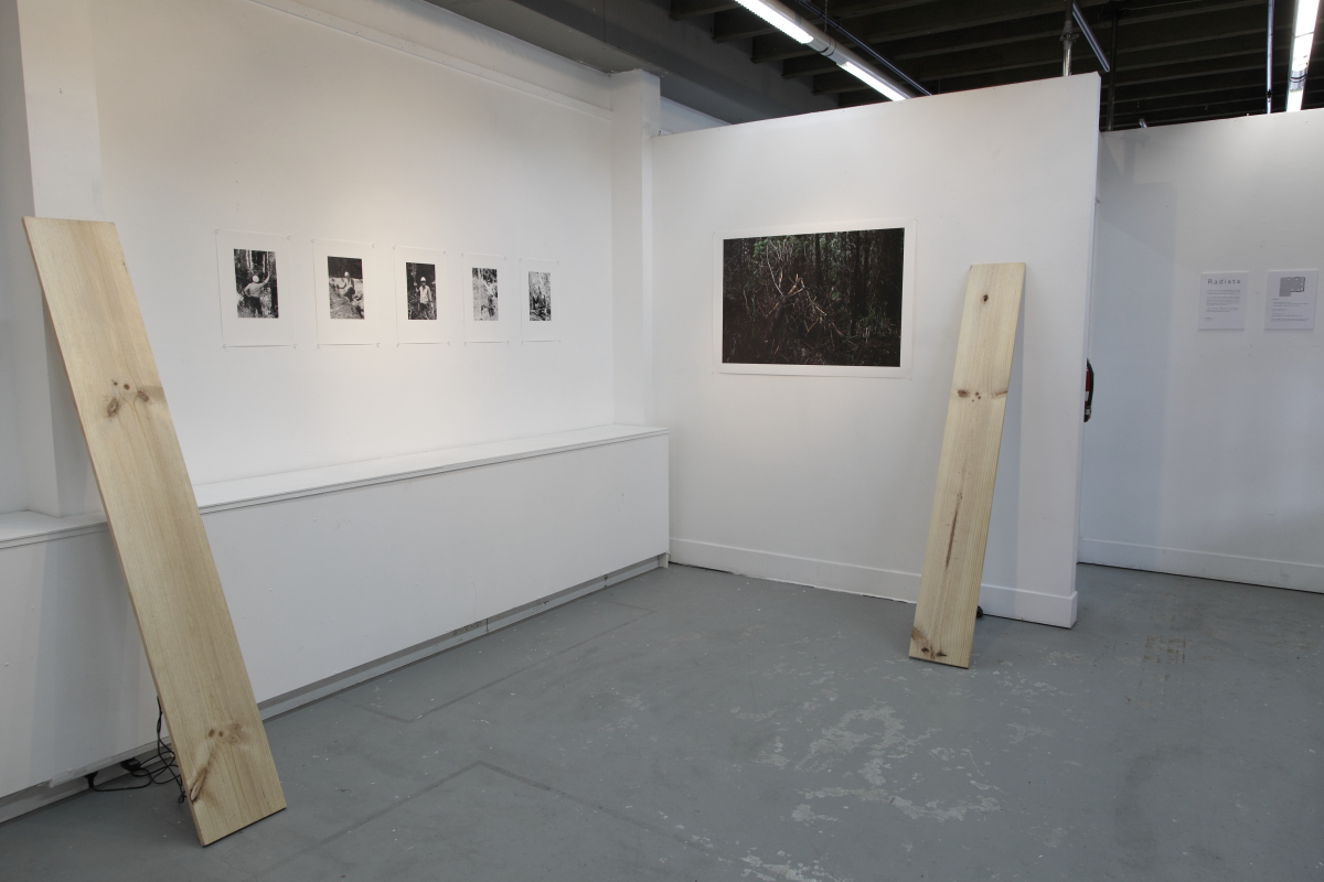 http://www.felixwilson.com/files/gimgs/34_radiata2.jpg