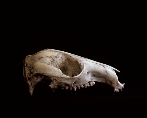 http://www.felixwilson.com/files/gimgs/7_field-guide03.jpg