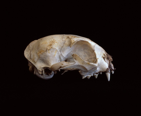 http://www.felixwilson.com/files/gimgs/7_field-guide05.jpg