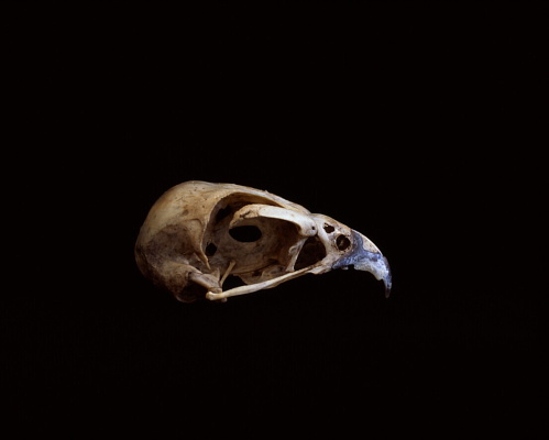 http://www.felixwilson.com/files/gimgs/7_field-guide06.jpg