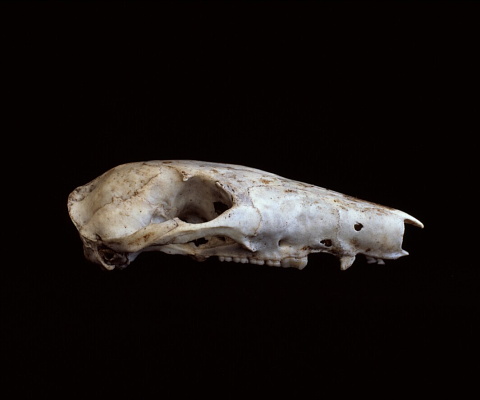 http://www.felixwilson.com/files/gimgs/7_field-guide07.jpg