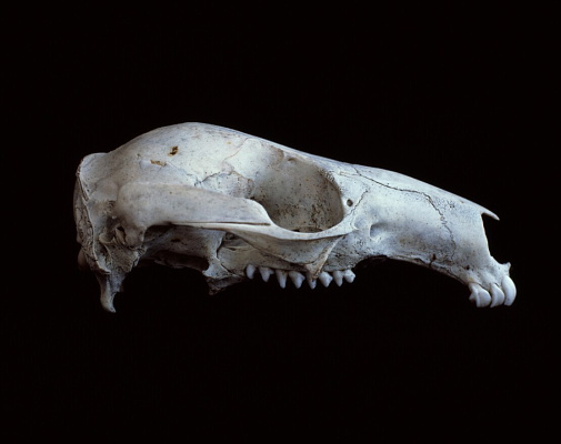 http://www.felixwilson.com/files/gimgs/7_field-guide09.jpg